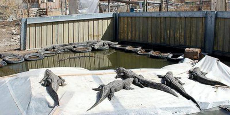  Visit Colorado Gators Alligator Farm's Website