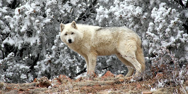  Visit  Mission Wolf's Website